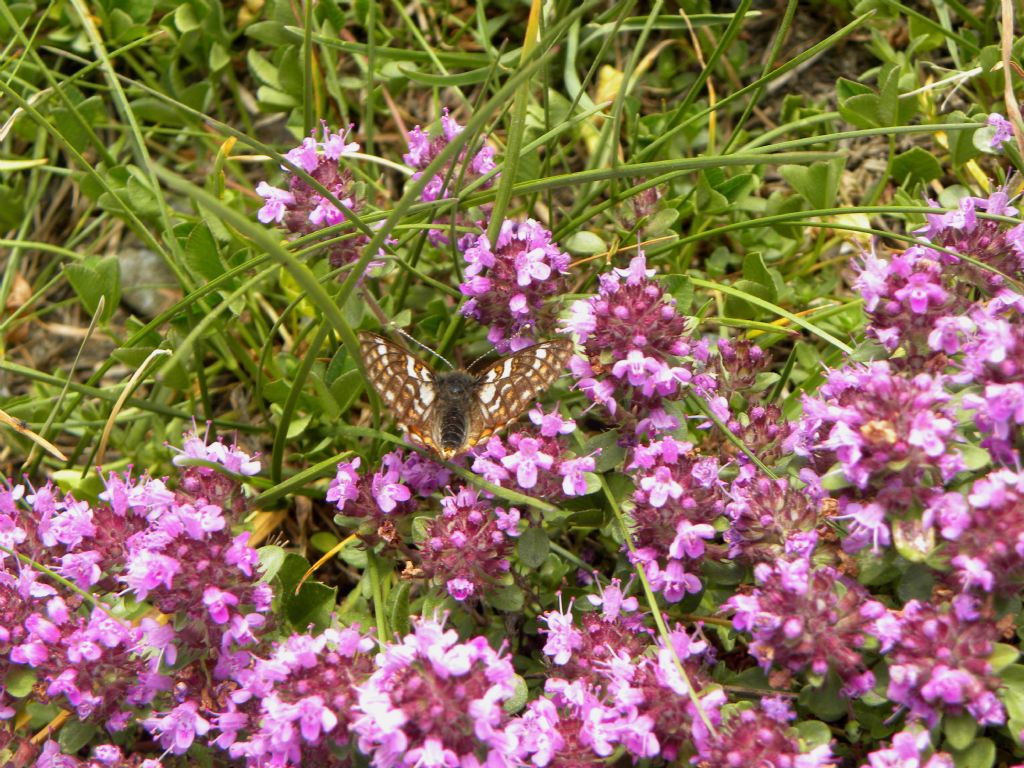 da identificare - Euphydryas cynthia